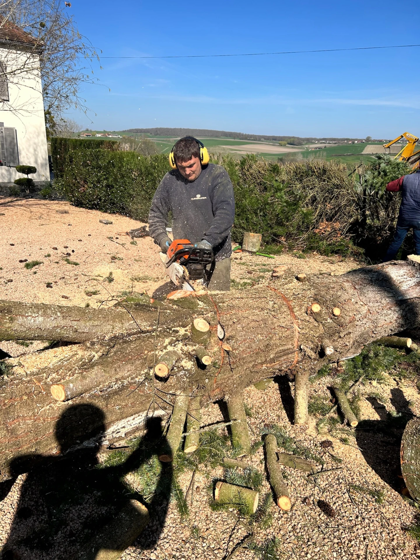 Abttage d'un gros arbre à Saint-Yorre par les équipes de Provert Paysage Auvergne, proche de Vichy