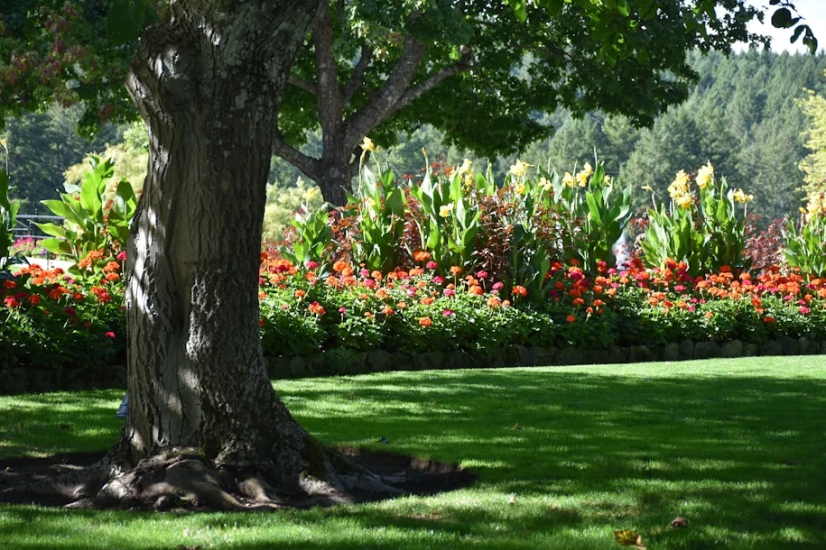 Un arbre et une pelouse bien découpée, avec un massif floral en arrière plan